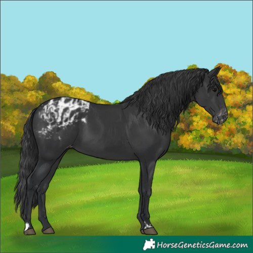 Horse Color:Black and Black Appaloosa