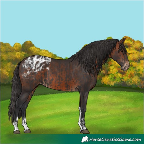 Horse Color:Smoky Black  and Brown Tobiano Blanket 