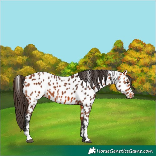 Horse Color:Bay Near Leopard