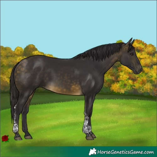 Horse Color:Buckskin Tobiano 