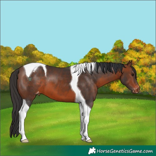 Horse Color:Brown Tobiano Appaloosa 