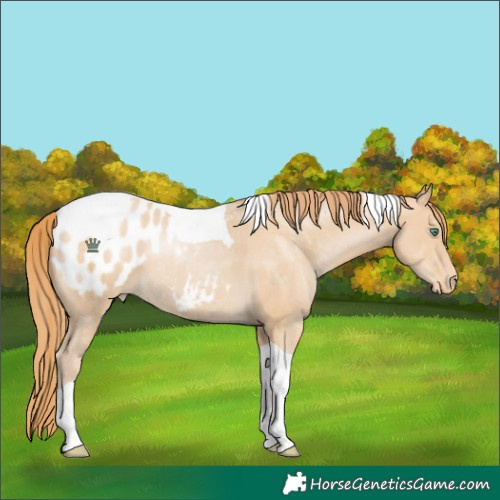 Horse Color:Smoky Black Pearl Tobiano Appaloosa