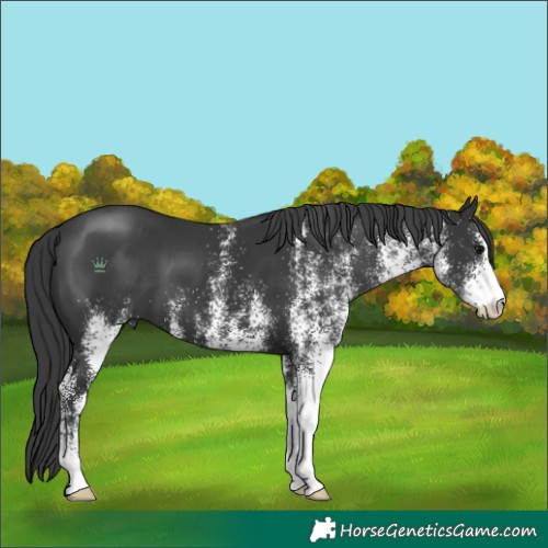 Horse Color:White Spotted Black
