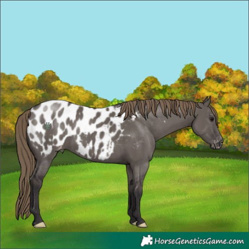 Horse Color:Smoky Grullo Appaloosa
