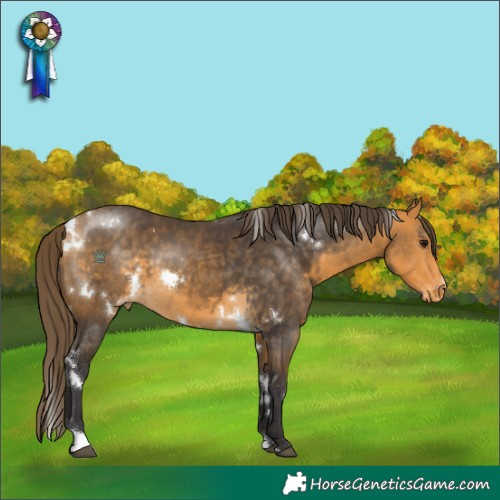 Horse Color:White Spotted Buckskin Appaloosa 