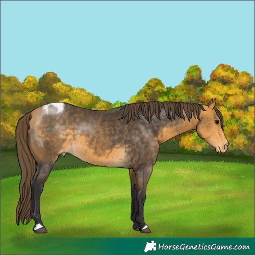 Horse Color:Buckskin Appaloosa