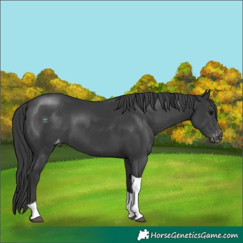 Horse Color:Black Tobiano Appaloosa