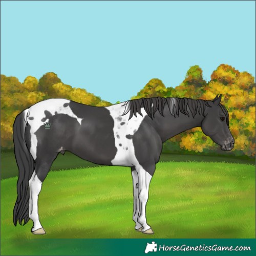 Horse Color:Black Tobiano Appaloosa 