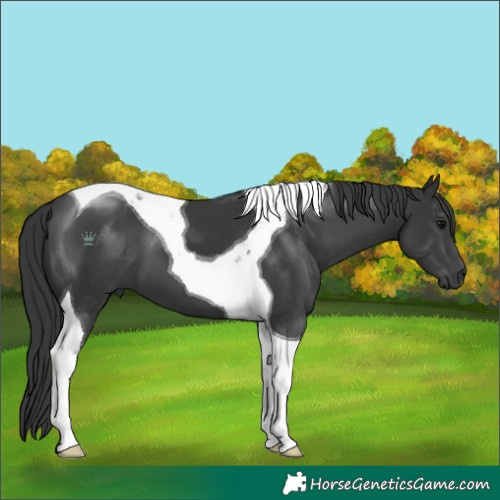 Horse Color:Black Tobiano 