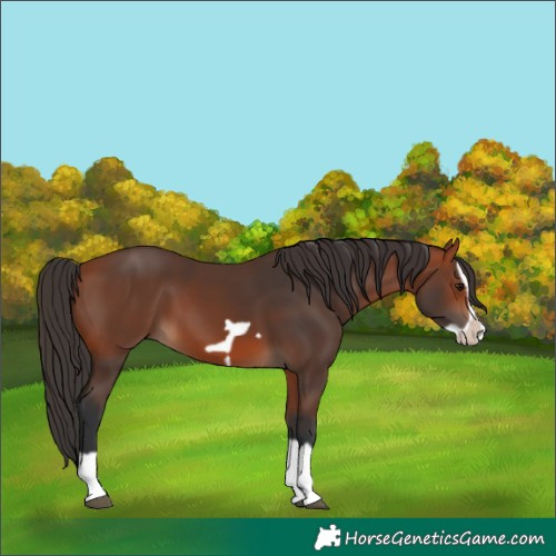 Horse Color:Bay Splash Frame