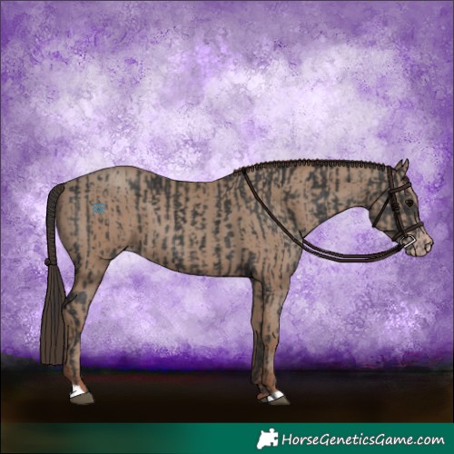 Horse Color:Black  and Classic Champagne 