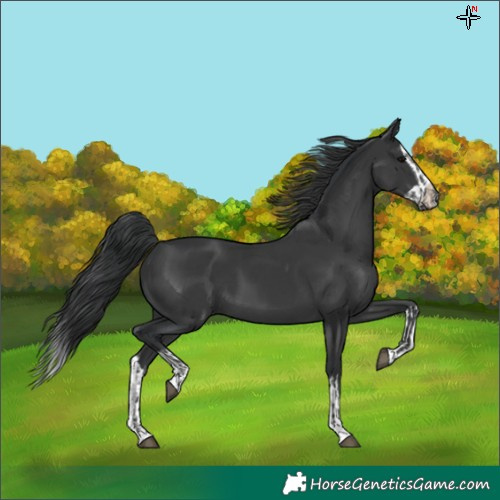 Horse Color:Black and Black Splash