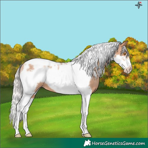 Horse Color:Silver Classic Champagne Tobiano Frame