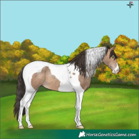Horse Color:Sable Champagne Tobiano 