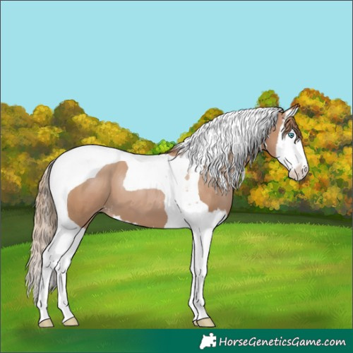 Horse Color:Black Pearl Sabino Splash Tobiano