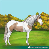 Horse Color:Black Pearl Sabino Splash Tobiano 