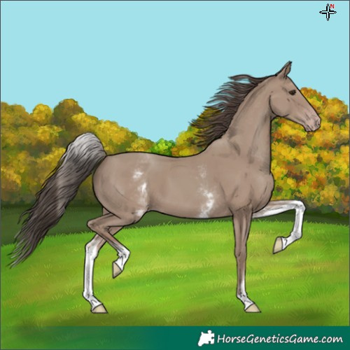 Horse Color:White Spotted Classic Champagne