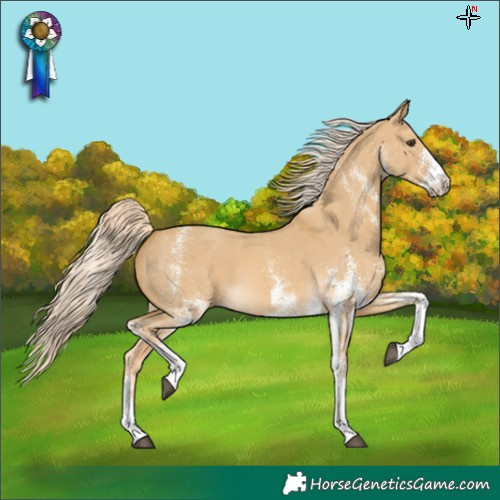 Horse Color:White Spotted Palomino Dun and White Spotted Palomino Dun