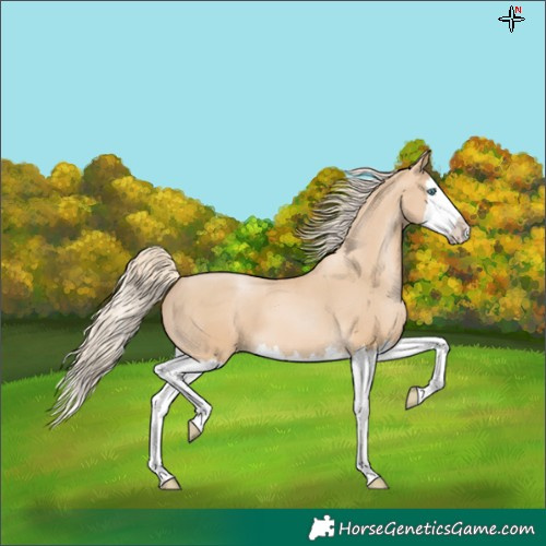 Horse Color:Palomino Pearl Splash