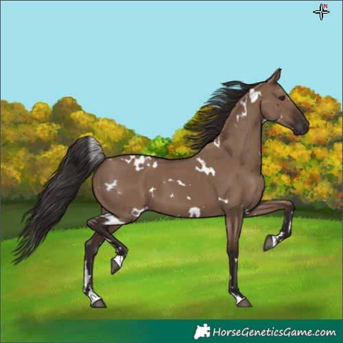 Horse Color:White Spotted Liver Red Dun