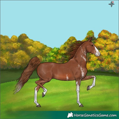 Horse Color:White Spotted Chestnut Splash 