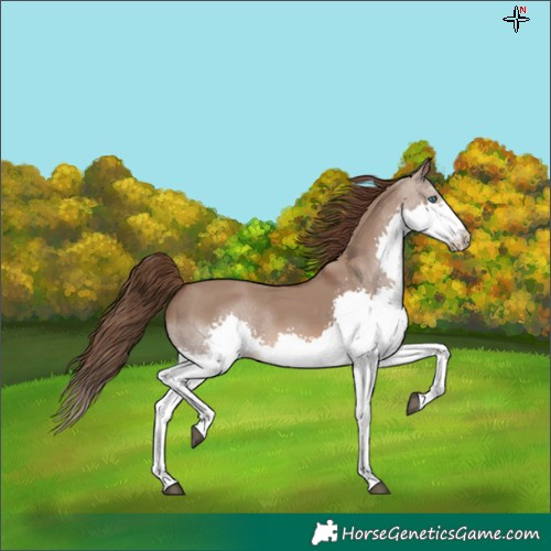 Horse Color:Liver Red Dun Splash