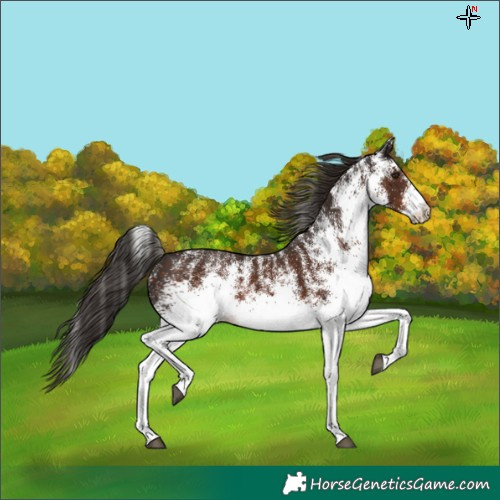 Horse Color:White Spotted Liver Chestnut