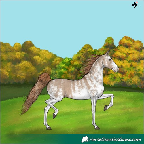 Horse Color:White Spotted Liver Red Dun 