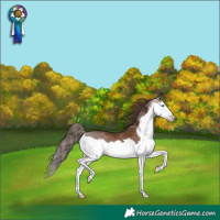 Horse Color:Liver Chestnut Splash 