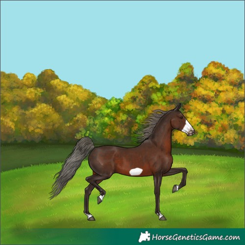 Horse Color:Liver Chestnut Mushroom Frame
