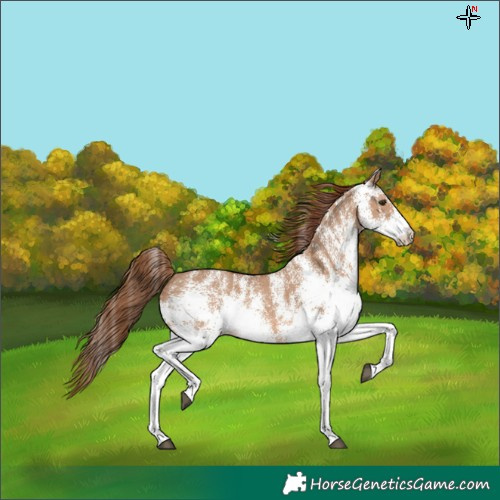 Horse Color:White Spotted Red Dun Rabicano