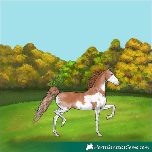 Horse Color:Chestnut Splash