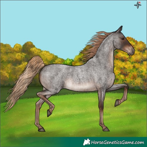 Horse Color:Liver Red Roan