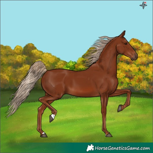 Horse Color:Chestnut 