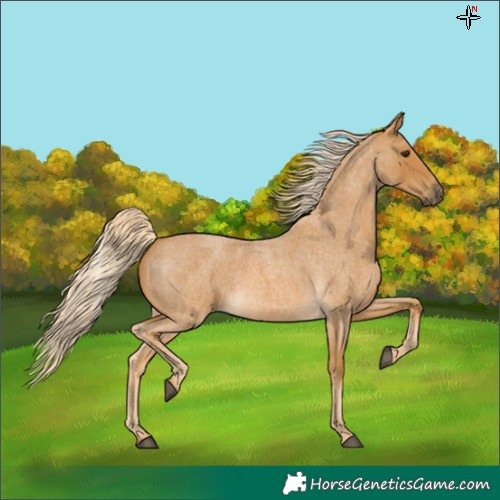 Horse Color:Palomino Roan