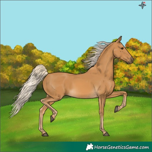 Horse Color:Palomino 