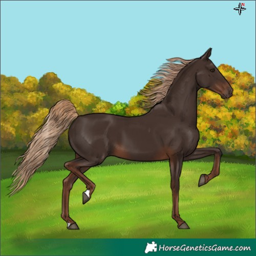 Horse Color:Liver Chestnut