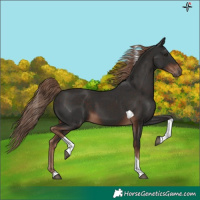 Horse Color:Liver Chestnut Tobiano