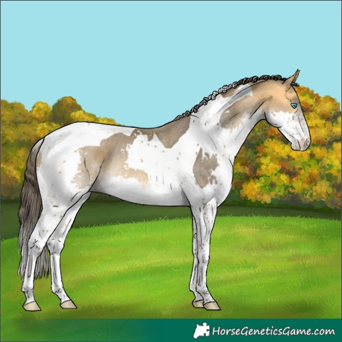 Horse Color:Buckskin Splash Tobiano Rabicano 