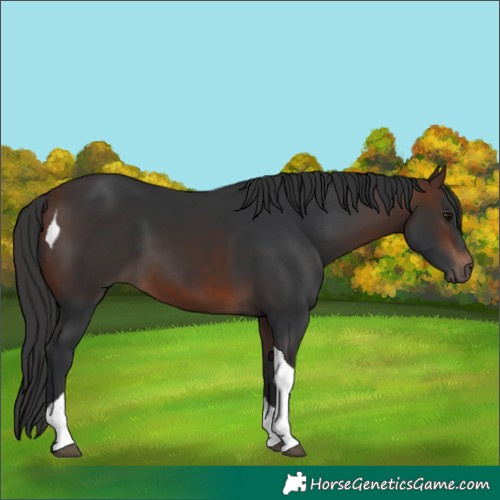 Horse Color:Brown Tobiano 