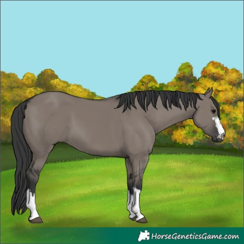 Horse Color:Grullo Rabicano 