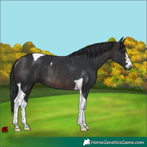 Horse Color:Brown Tobiano Rabicano