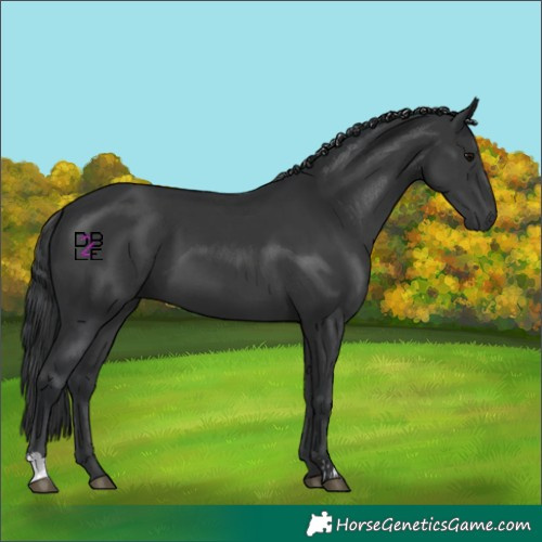 Horse Color:Black  and Black 