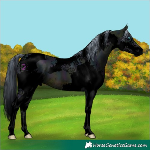 Horse Color:Void Watercolor Midnight Brown Splash Tobiano