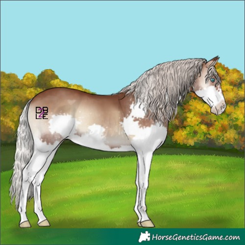 Horse Color:Silver Blue Onyx Splash 