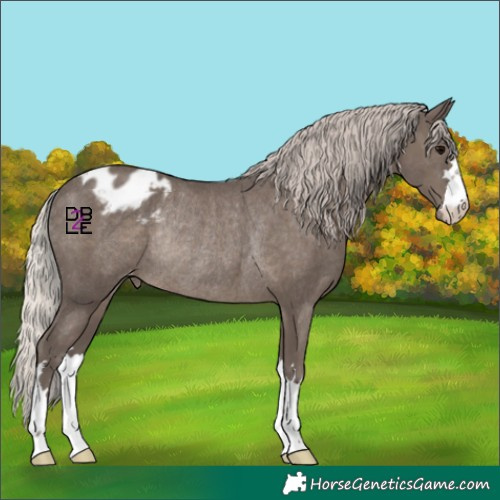 Horse Color:Silver Black Appaloosa Rabicano