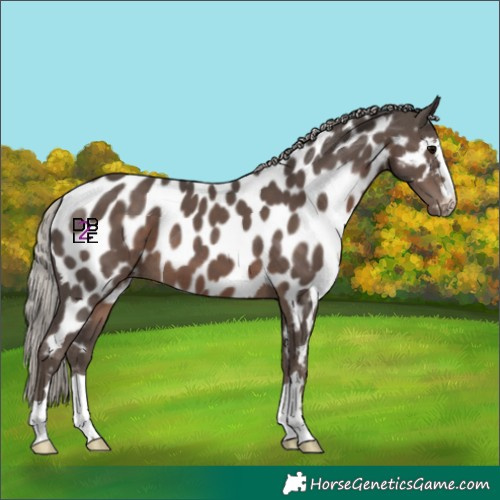 Horse Color:Silver Black Appaloosa