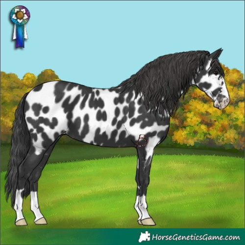 Horse Color:Black Appaloosa