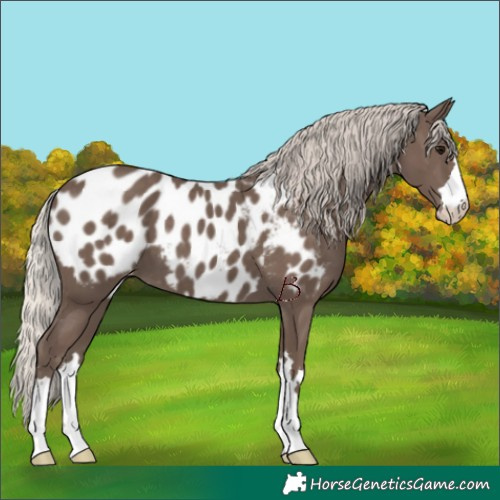 Horse Color:Silver Black Appaloosa