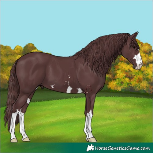 Horse Color:Chocolate Black 